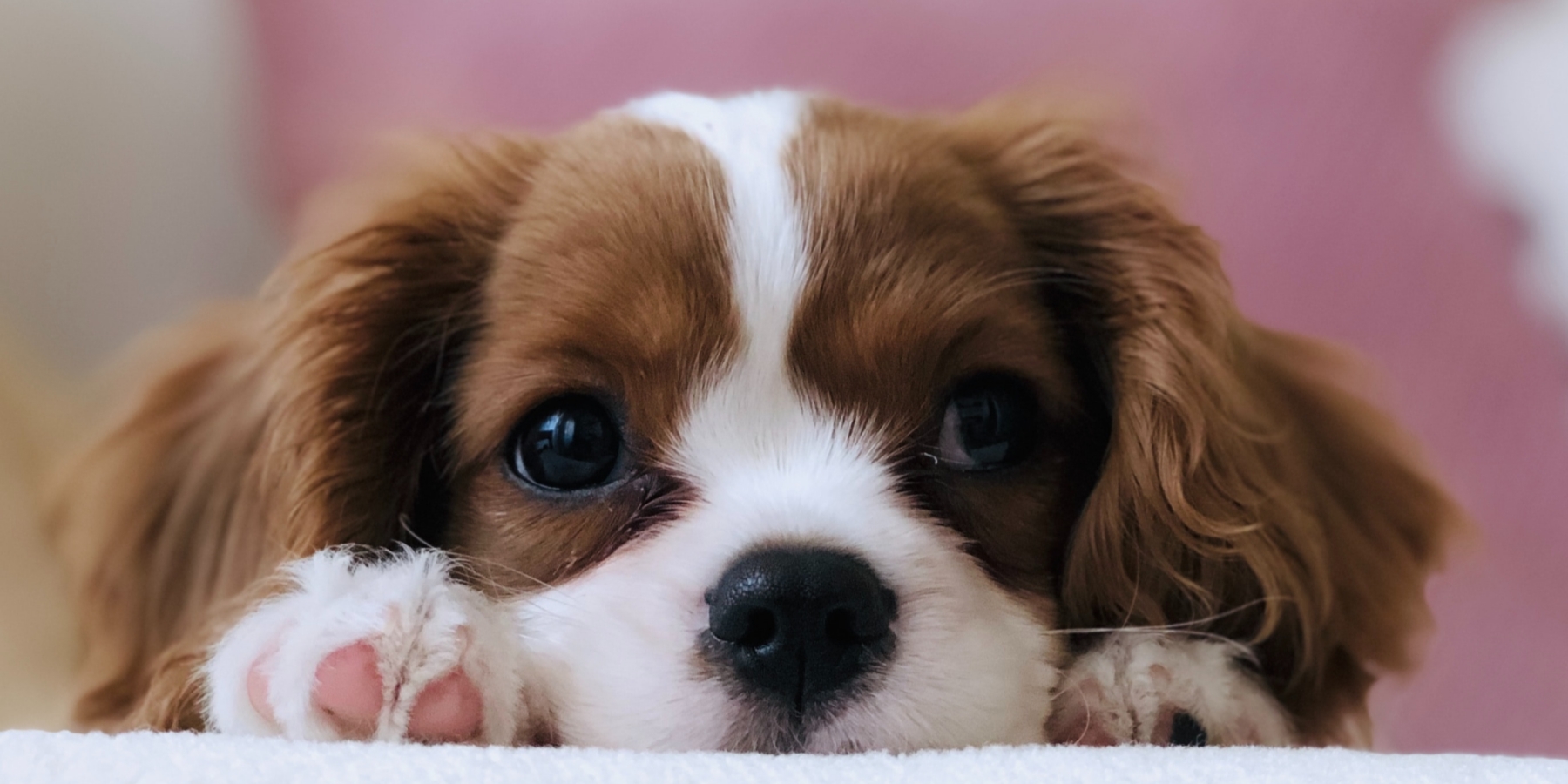 Causes of Dog Shedding